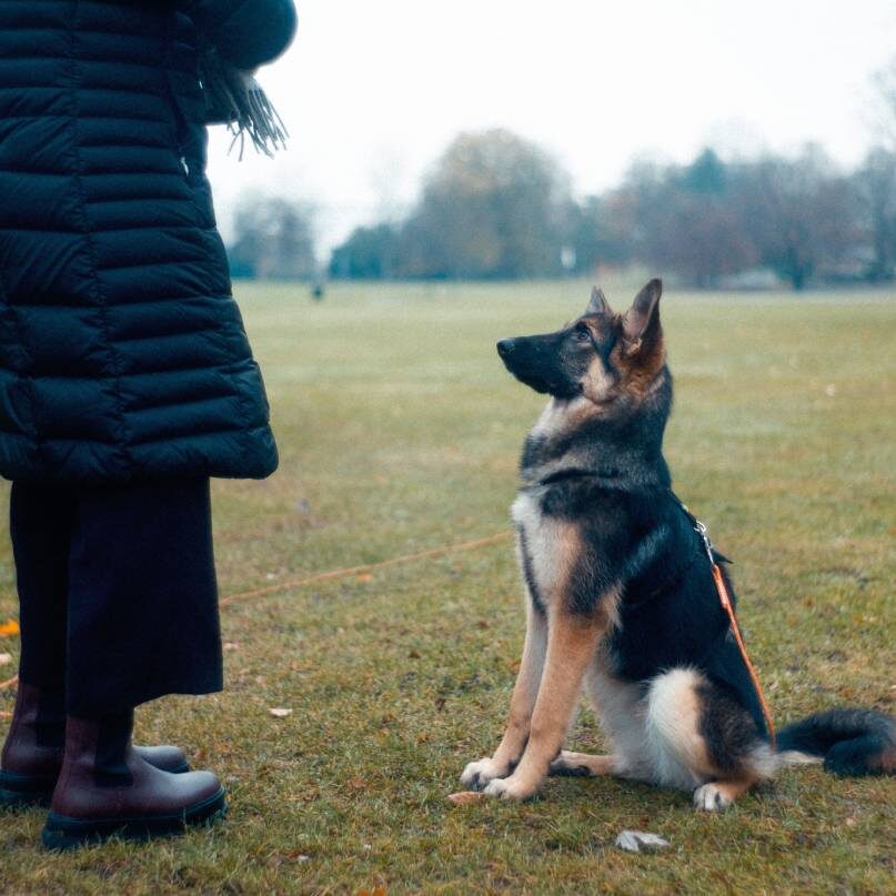 Doggy Style A dog sitting on the grass next to a person.